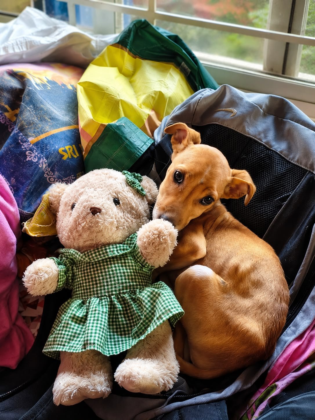 Dogs cared for within ISTIKA premises