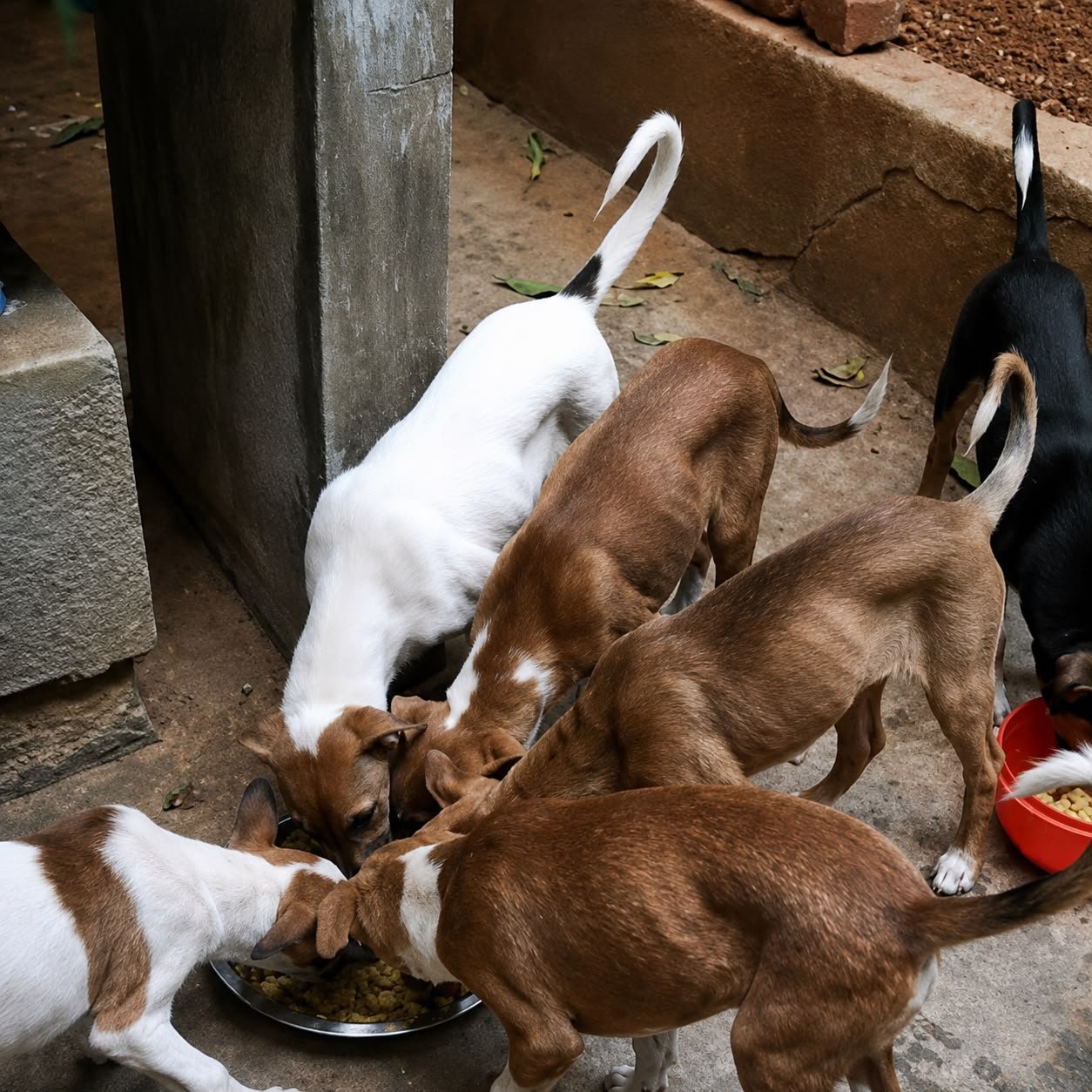 Veterinary care provided to a dog under ISTIKA's protection