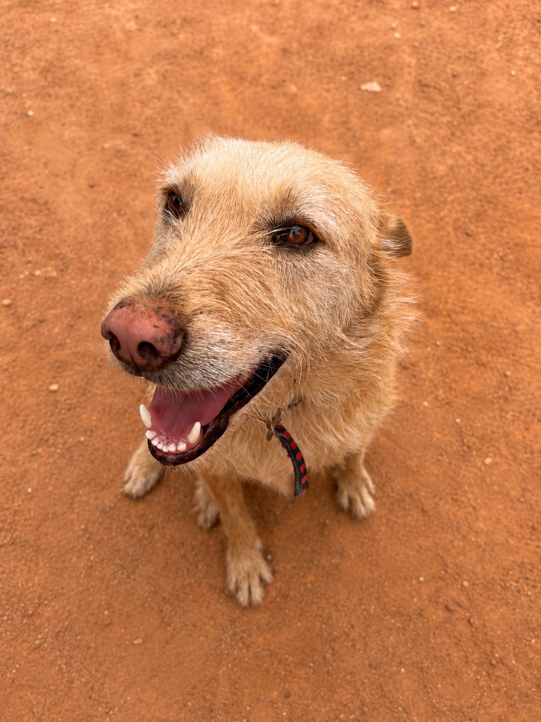 Dog cared for as part of ISTIKA's animal welfare initiative